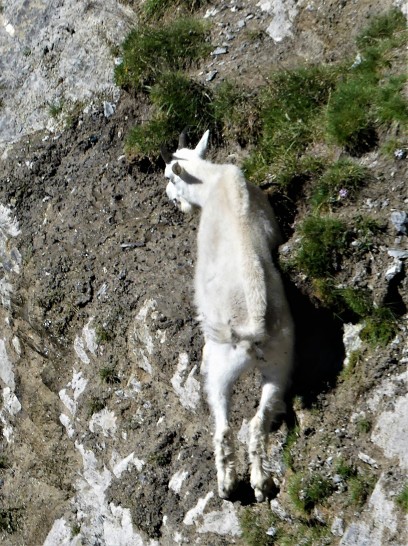 grazing goat