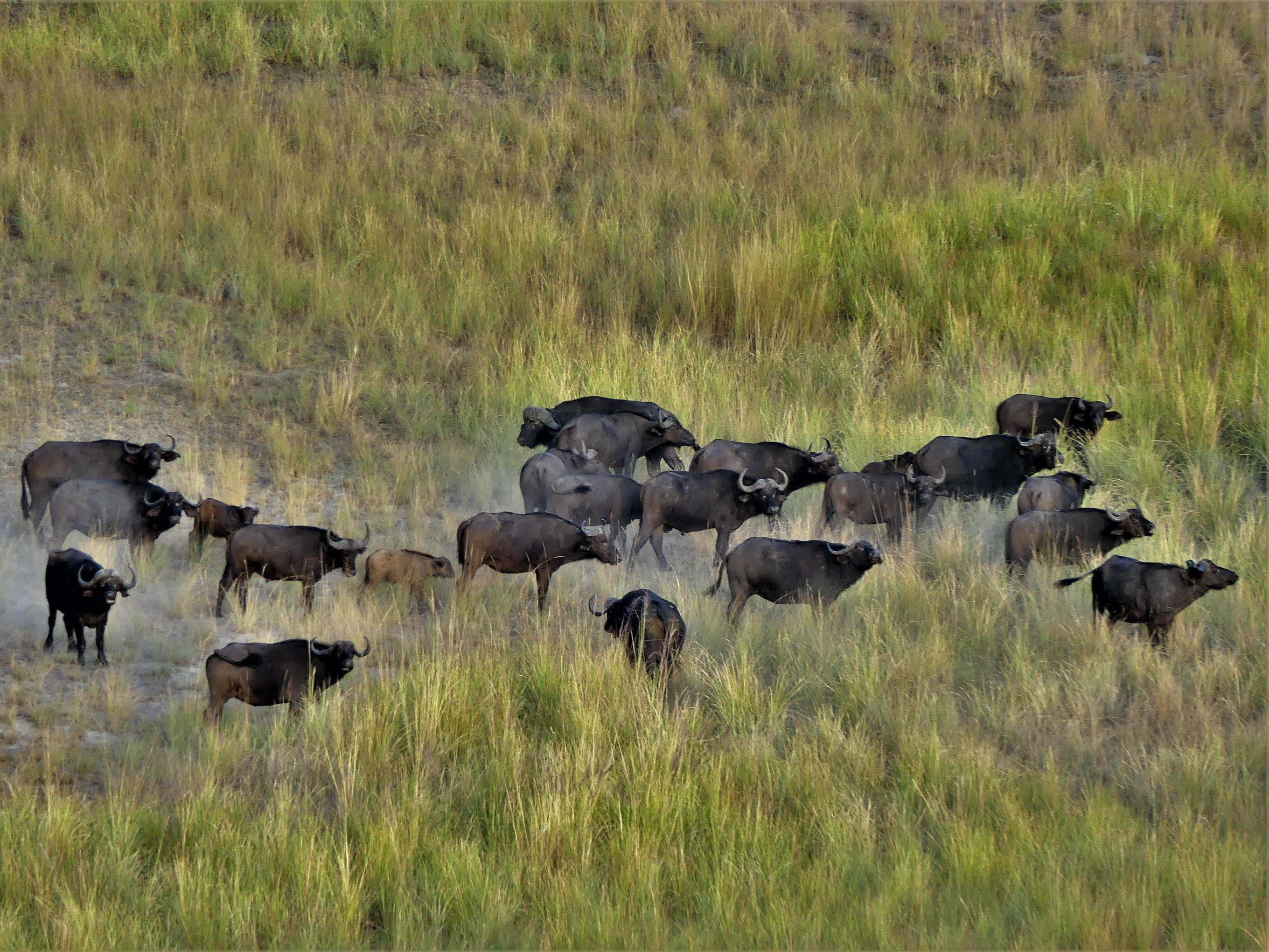 Cape buffalo herd