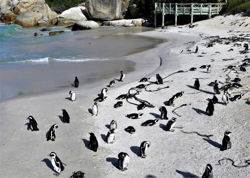Colony of Penguins