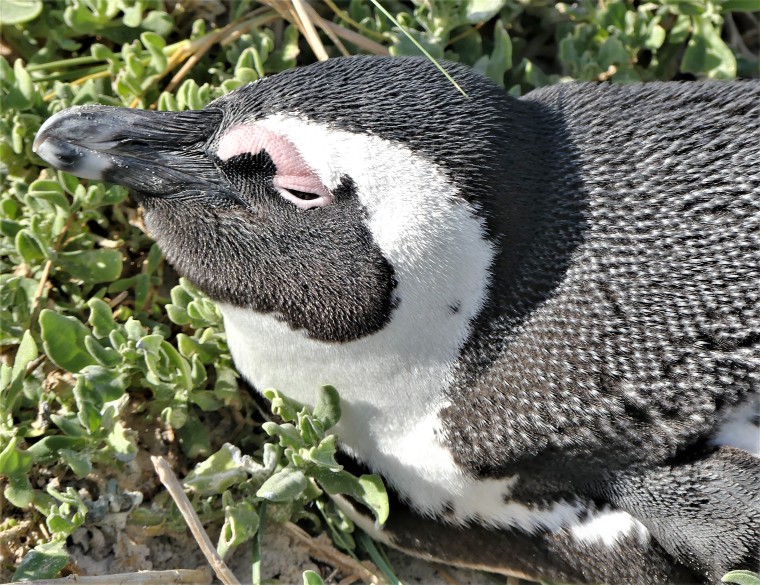 nesting penguin
