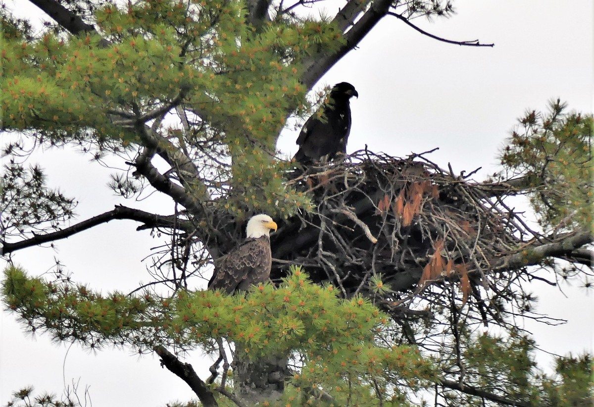 eagles and nest (4)