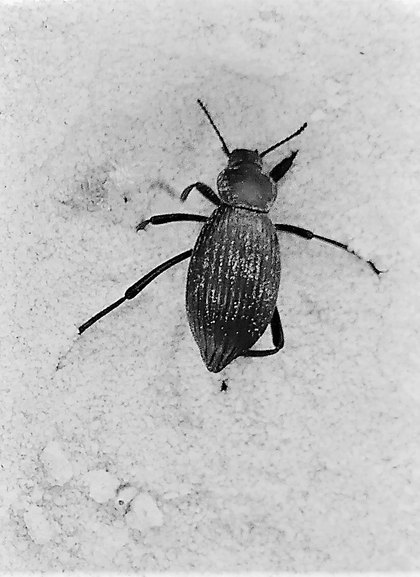 scarab beetle (2)